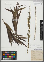 Foto von Salix purpurea L. x Salix viminalis L.